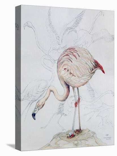 Flamingo-Carolyn Hubbard-Ford-Premier Image Canvas