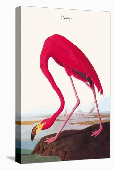 Flamingo-John James Audubon-Stretched Canvas