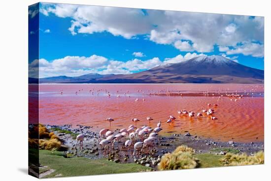 Flamingoes in Laguna Colorada , Uyuni, Bolivia-Byelikova Oksana-Premier Image Canvas