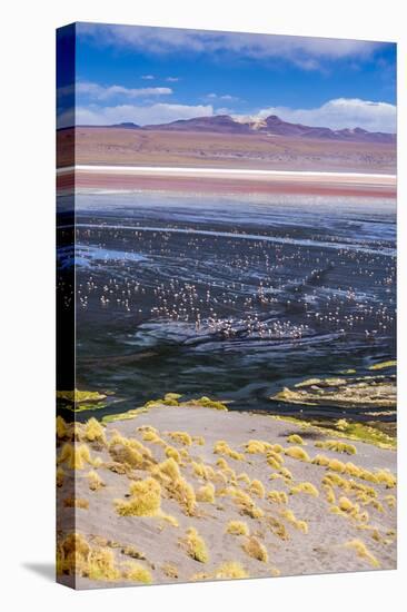 Flamingos at Laguna Colorada (Red Lagoon), Bolivia-Matthew Williams-Ellis-Premier Image Canvas