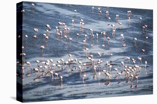 Flamingos at Laguna Colorada (Red Lagoon), Bolivia-Matthew Williams-Ellis-Premier Image Canvas