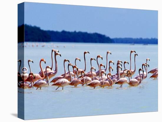 Flamingos at Laguna Oviedo, Dominican Republic, Caribbean-Greg Johnston-Premier Image Canvas