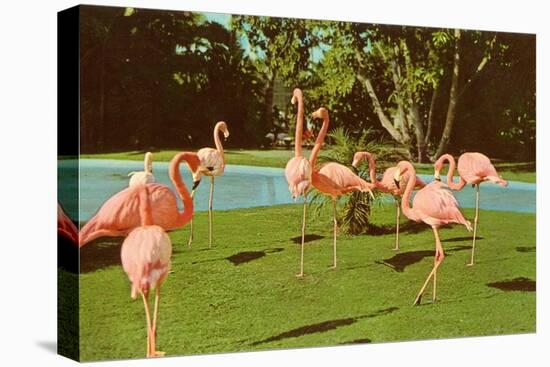 Flamingos at San Diego Zoo-null-Stretched Canvas