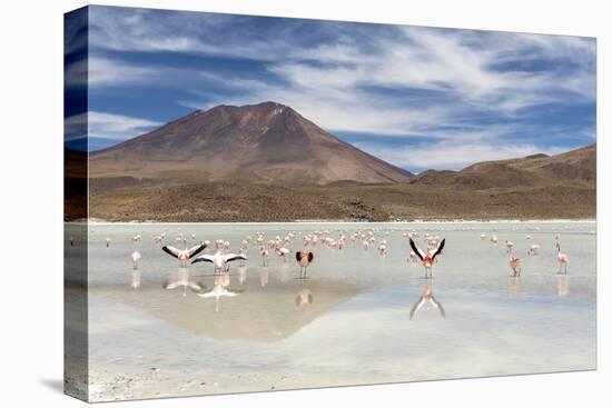Flamingos feeding in Laguna Canapa, an endorheic salt lake in the altiplano, Potosi Department-Michael Nolan-Premier Image Canvas