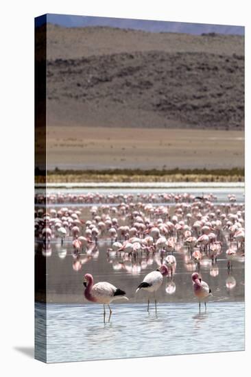 Flamingos gathered in the hundreds to feed, Eduardo Avaroa Andean Fauna National Reserve, Bolivia-Michael Nolan-Premier Image Canvas