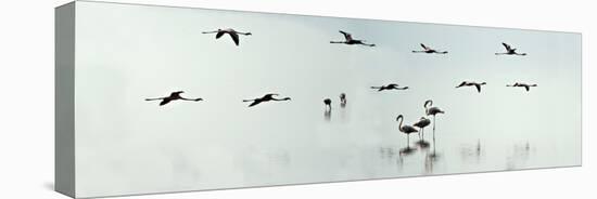 Flamingos in a Lake, Lake Manyara, Tanzania-null-Stretched Canvas