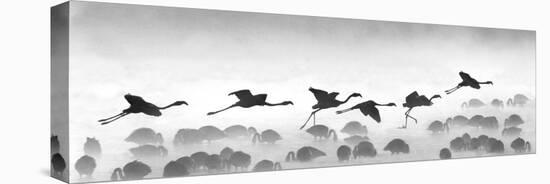 Flamingos Landing, Kenya-null-Premier Image Canvas