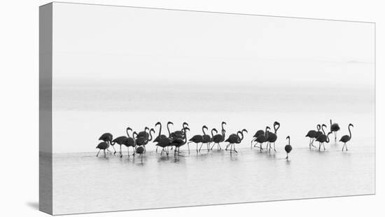 Flamingos-Joan Gil Raga-Stretched Canvas