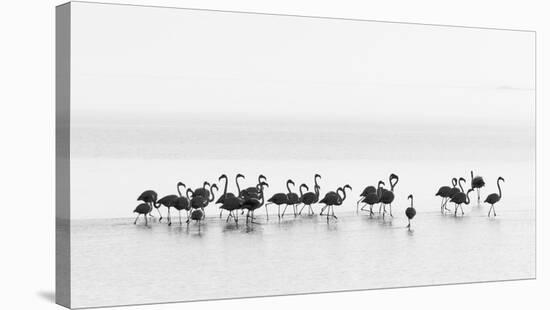 Flamingos-Joan Gil Raga-Stretched Canvas