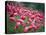 Flamingos-John Gusky-Premier Image Canvas