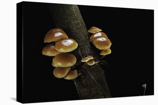 Flammulina Velutipes (Winter Mushroom, Velvet Shank, Enoki, Lily Mushroom)-Paul Starosta-Premier Image Canvas