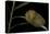 Flannel Moth Caterpillar or Puss Caterpillar-Paul Starosta-Premier Image Canvas