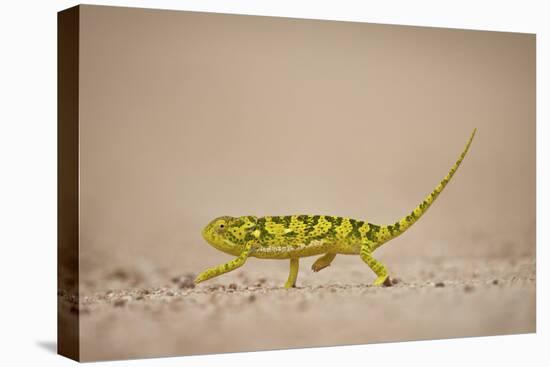 Flap-Necked Chameleon (Flap Neck Chameleon) (Chamaeleo Dilepis), Kruger National Park, South Africa-James Hager-Premier Image Canvas