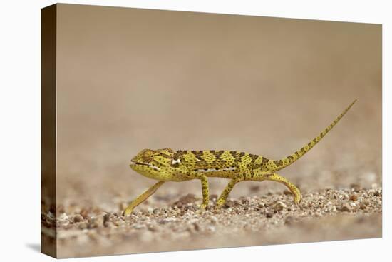 Flap-Necked Chameleon (Flap Neck Chameleon) (Chamaeleo Dilepis), Kruger National Park, South Africa-James Hager-Premier Image Canvas