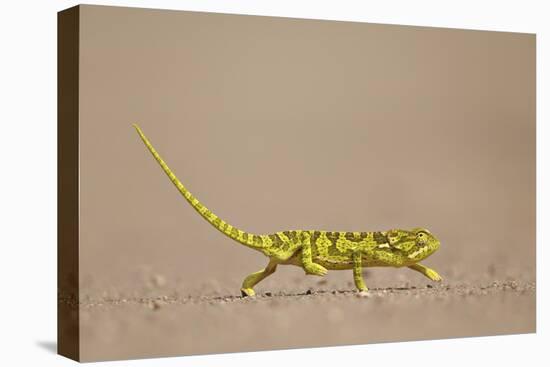 Flap-Necked Chameleon (Flap Neck Chameleon) (Chamaeleo Dilepis)-James Hager-Premier Image Canvas