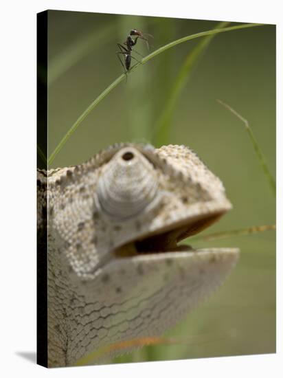 Flap Necked Chameleon Stares Up at Nearby Ant in Tall Grass, Caprivi Strip, Namibia-Paul Souders-Premier Image Canvas