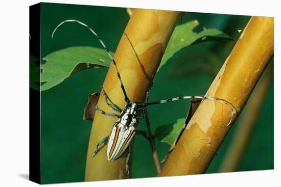 flat-faced longhorn beetle on branch, mexico-claudio contreras-Premier Image Canvas