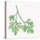 Flat Leaf Parsley-Chris Paschke-Stretched Canvas