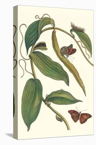 Flat-Leaved Vanila Plant with a Gulf Fritillary-Maria Sibylla Merian-Stretched Canvas