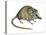 Flat-Skulled Marsupial Mouse (Planigale), Marsupial, Mammals-Encyclopaedia Britannica-Stretched Canvas