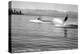 Flathead Lake, Montana, View of a Man Water-Skiing, Couple in Speedboat-Lantern Press-Stretched Canvas