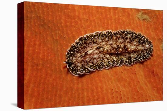 Flatworm (Plathelminthes), Pacific Ocean, Panglao Island.-Reinhard Dirscherl-Premier Image Canvas