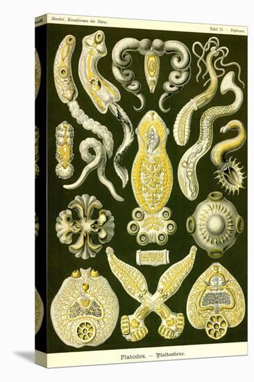 Flatworms-Ernst Haeckel-Stretched Canvas