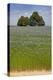 Flax Field and Lime Tree-null-Premier Image Canvas