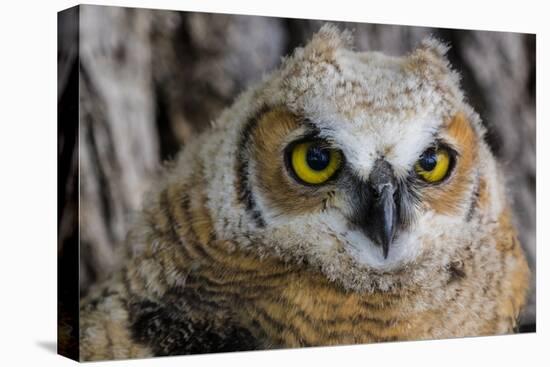 Fledgling Great Horned Owl Portrait in Cottonwood, South Dakota, Usa-Chuck Haney-Premier Image Canvas