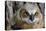 Fledgling Great Horned Owl Portrait in Cottonwood, South Dakota, Usa-Chuck Haney-Premier Image Canvas