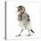 Fledgling Pied Wagtail (Motacilla Alba) Portrait Standing Upright and Calling-Mark Taylor-Premier Image Canvas