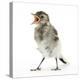Fledgling Pied Wagtail (Motacilla Alba) Portrait Standing Upright and Calling-Mark Taylor-Premier Image Canvas