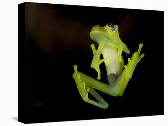 Fleischmann's Glass Frog (Hyalinobatrachium Fleischmanni), Costa Rica-Andres Morya Hinojosa-Premier Image Canvas