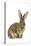 Flemish Giant Rabbit in Studio-null-Premier Image Canvas