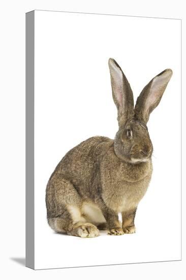 Flemish Giant Rabbit in Studio-null-Premier Image Canvas