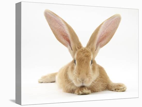 Flemish Giant Rabbit with Ears Erect-Mark Taylor-Premier Image Canvas