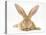 Flemish Giant Rabbit with Ears Erect-Mark Taylor-Premier Image Canvas