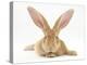 Flemish Giant Rabbit with Ears Erect-Mark Taylor-Premier Image Canvas