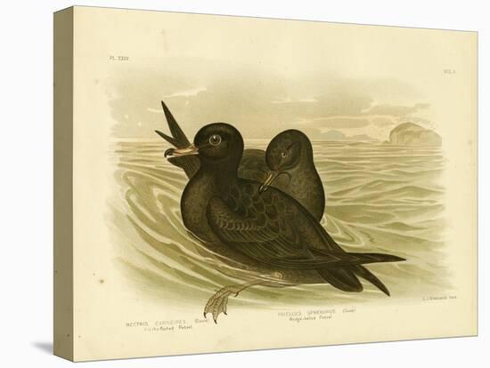 Fleshy-Footed Petrel, 1891-Gracius Broinowski-Premier Image Canvas