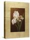 Fleur de Iris-Virginia Huntington-Stretched Canvas