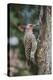 Flicker-Gary Carter-Premier Image Canvas