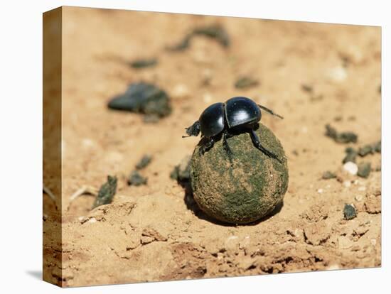 Flightless Dung Beetle Rolling Brood Ball, Addo National Park, South Africa, Africa-Ann & Steve Toon-Premier Image Canvas