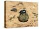 Flightless Dung Beetle Rolling Brood Ball, Addo National Park, South Africa, Africa-Ann & Steve Toon-Premier Image Canvas