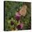 Flit - Satyr Butterfly on Thistle-Kirstie Adamson-Premier Image Canvas