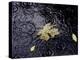 Floating Autumn Leaves are Seen in a Koi Pond-Rick Bowmer-Premier Image Canvas