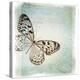 Floating Butterfly IV-Debra Van Swearingen-Stretched Canvas