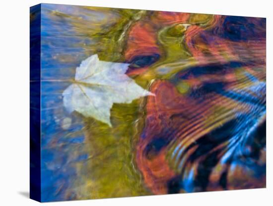 Floating Maple Leaf, Bond Falls, Upper Peninsula, Michigan, USA-Nancy Rotenberg-Premier Image Canvas