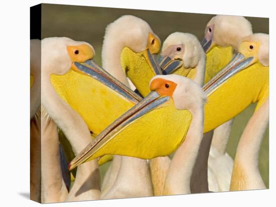 Flock of Great White Pelicans, Lake Nakuru, Kenya-null-Premier Image Canvas