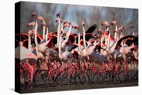 Flock of Greater Flamingo, Phoenicopterus Ruber, Nice Pink Big Bird, Dancing in the Water, Animal I-Ondrej Prosicky-Premier Image Canvas