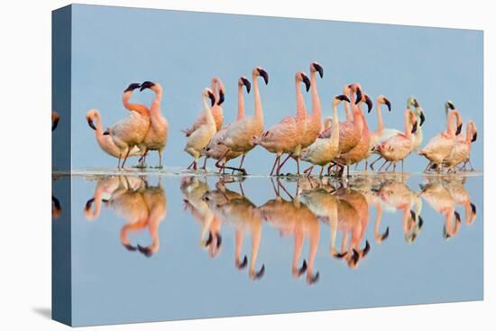 Flock of Lesser Flamingos (Phoenicopterus Minor) standing in water, Lake Nakuru, Kenya-Panoramic Images-Premier Image Canvas